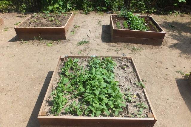 Projektas “Žalia pėda” Plungės lopšelyje – darželyje “Nykštukas”